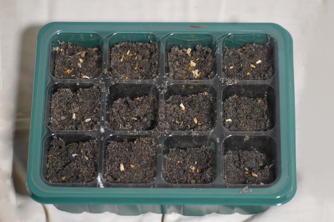 Seed Sprouting Kit with Pollinator Seeds